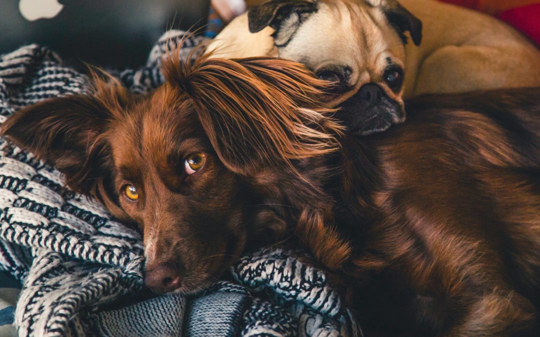 Holidays and your pets
