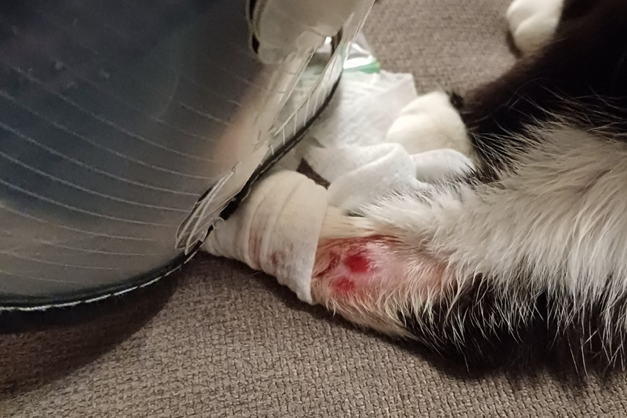 Morris’ Stubborn Wound Finally Heals