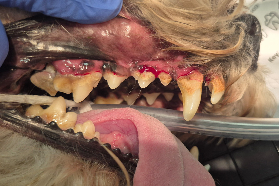 Cooper’s Hidden Dental Pain Uncovered