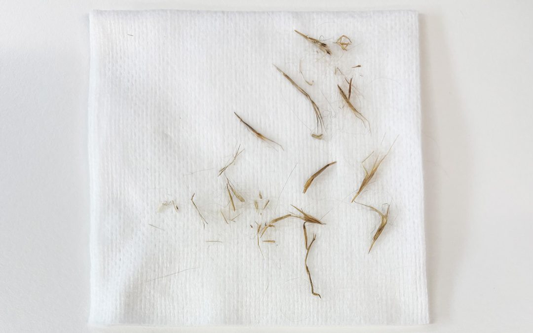 Grass Seeds: A Summer Concern for Your Dog