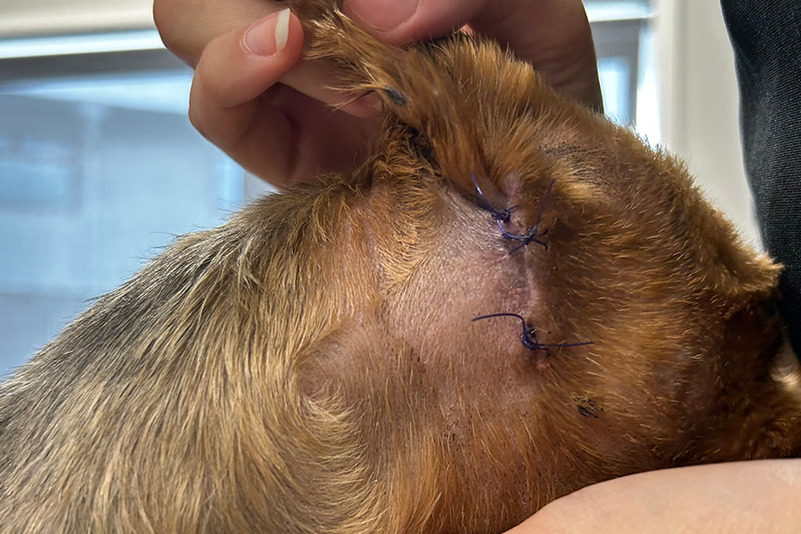Alfie’s Painful Swelling Reveals an Unexpected Cause