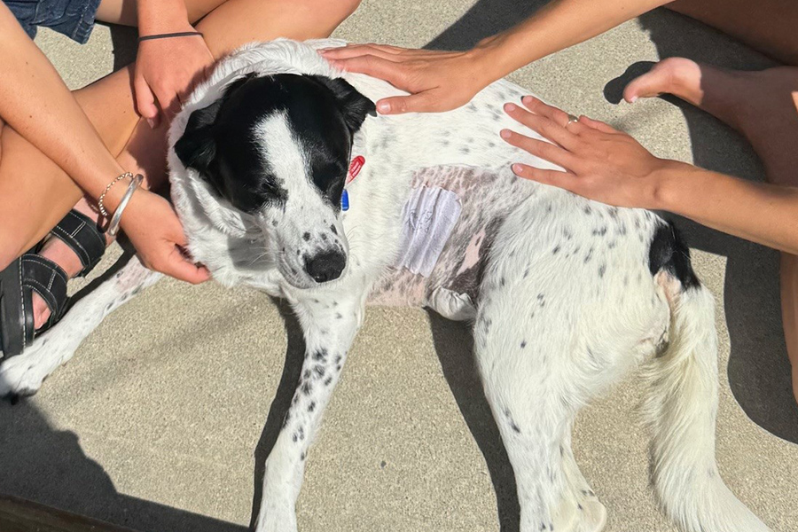 Remi’s Emergency Surgery and Happy Recovery