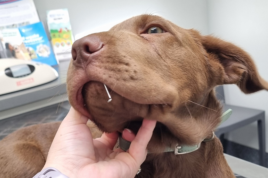 Bodie’s Fish Hook Mishap and a Fast Fix