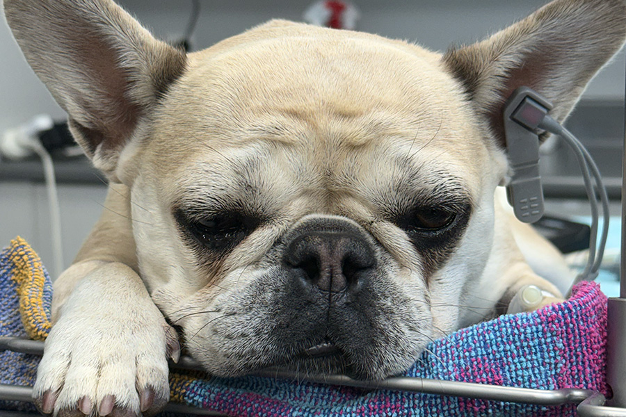 Daisy Breathes Easier and Sleeps Quietly Again