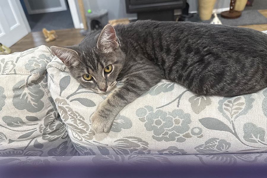 Squish’s Roadside Rescue and Remarkable Recovery