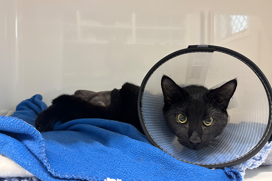 Jekyll’s Fresh Start After a Tough Accident